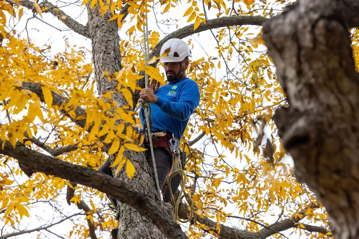 Skilled Tree Transplanting crew working in Lansing